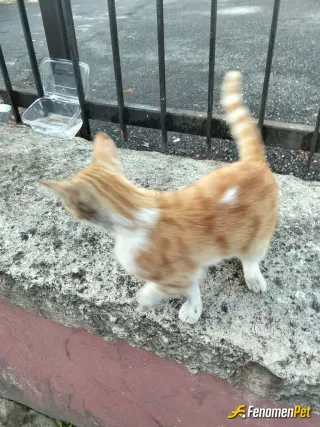 Sokak hayvanı besleme: Bir kap su ve pogaca vererek
