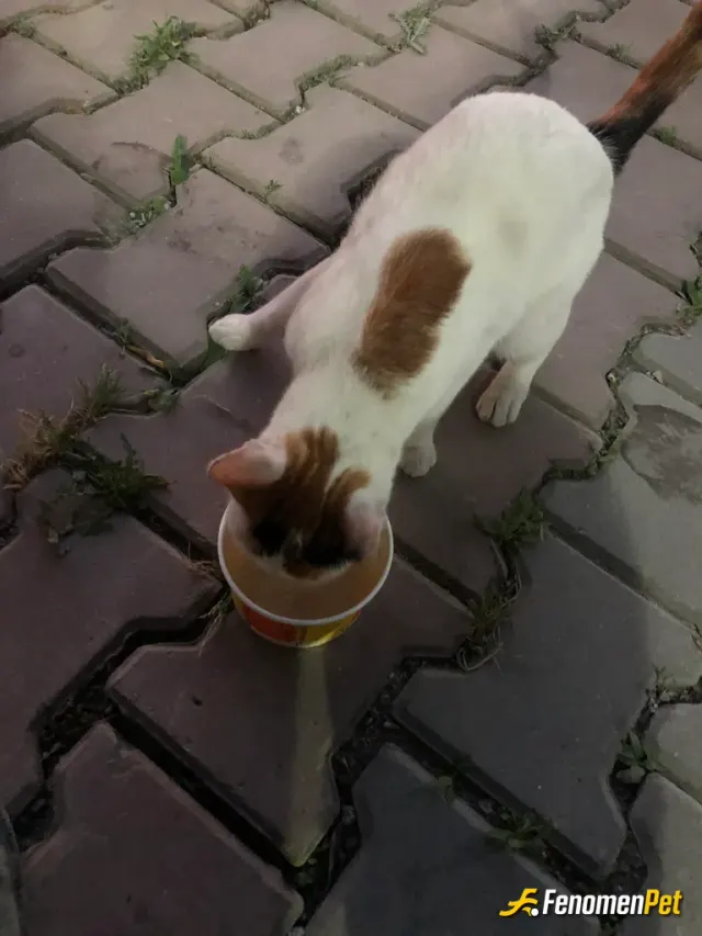 Sokak hayvanı besleme: Düzenli olarak her gün beslerim kedileri