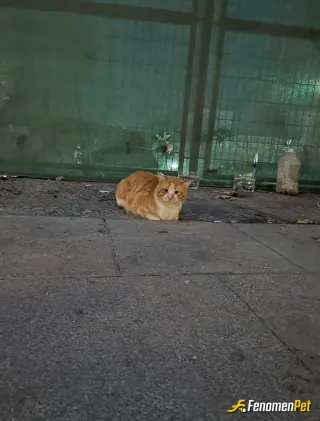 Sokak hayvanı besleme: Susamış hayvancağız