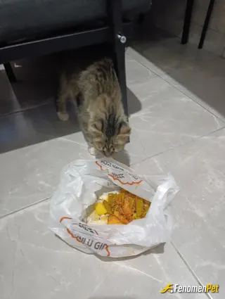 Sokak hayvanı besleme: #fenomenpet
Merhamet iyidir
Garip🐈🐱🐾