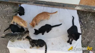 Sokak hayvanı besleme: haşlanmis yumurta ve beyaz peynir