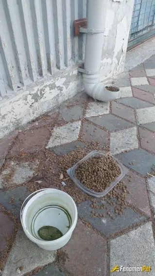 Sokak hayvanı besleme: Onlarda cann..