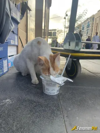 Sokak hayvanı besleme: Bir köpeğin, bir kedinin veya herhangi bir başka hayvanın dostluğunu kazanmak sessiz yaşanan bir ayin gibidir;