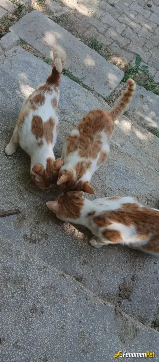 Sokak hayvanı besleme: Kedicikler mutluluk  🥰