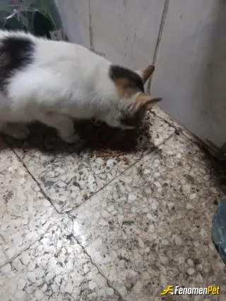 Sokak hayvanı besleme: Hayvanları seviyoruz