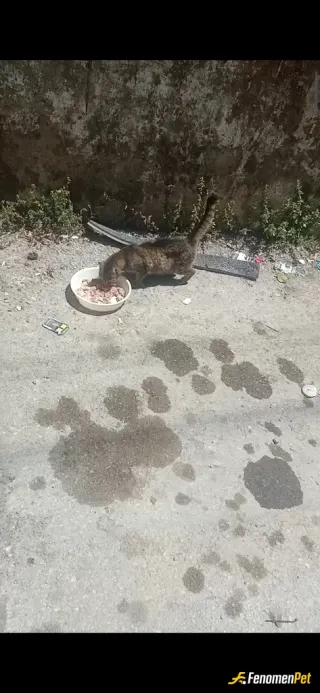 Sokak hayvanı besleme: Kedileri ve köpekleri çok severim kendim ne zaman et tavuk yesem yapsam mutlaka onlara da veririm ayiririm çoğ