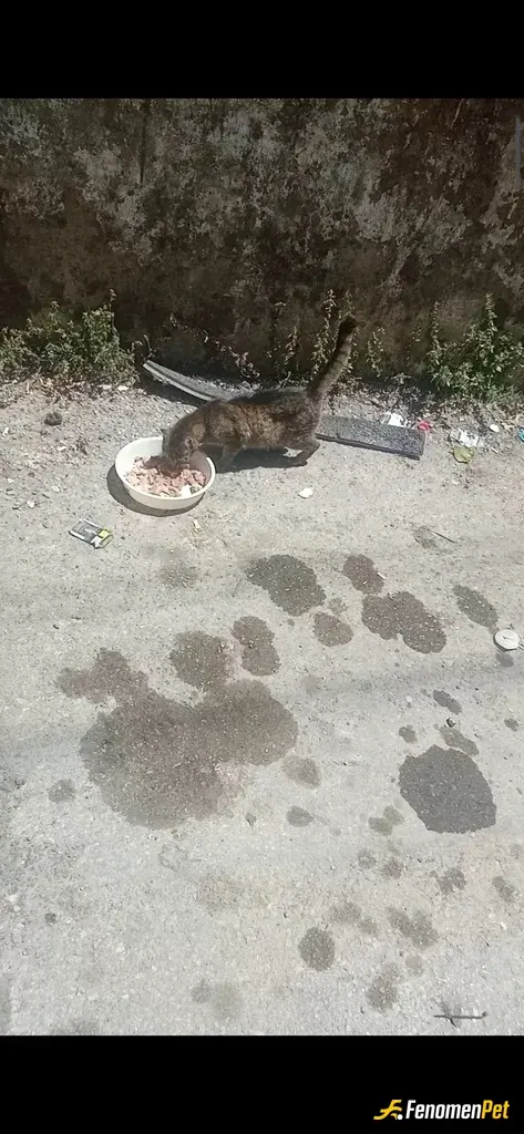 Sokak hayvanı besleme: Kedileri ve köpekleri çok severim kendim ne zaman et tavuk yesem yapsam mutlaka onlara da veririm ayiririm çoğ