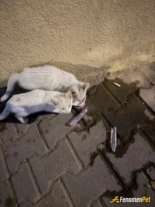Sokak hayvanı besleme: İki kardeş kedi için önce yoğurt daha sonrasında ise barışacak sıcak bir yuva saplamaya çalıştık