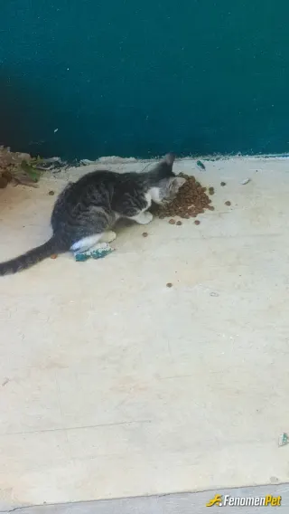 Sokak hayvanı besleme: Kedi beslemek hayatınıza huzur katar