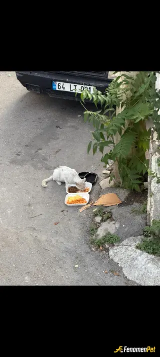 Sokak hayvanı besleme: Lütfen canlarimiza sahip çıkalım havalar çok sıcak bir kap su lütfen 🙏😭