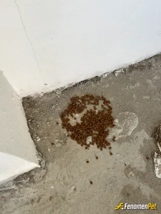 Sokak hayvanı besleme: Mama ve su