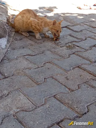 Sokak hayvanı besleme: Sokaktaki kediye pişmiş et ile besledim ve çok mutluyum