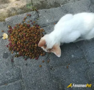 Sokak hayvanı besleme: Mama