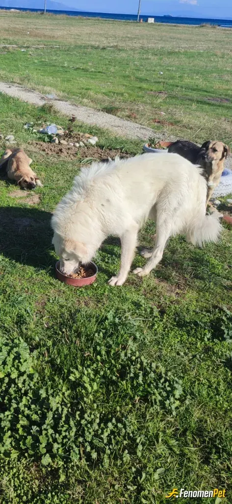 Sokak hayvanı besleme: her canlının mutlu ve tok yaşama hakkı vardır.elimizden geldiğince beslemeye devam👍