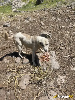 Sokak hayvanı besleme: Yemek köpek verirken