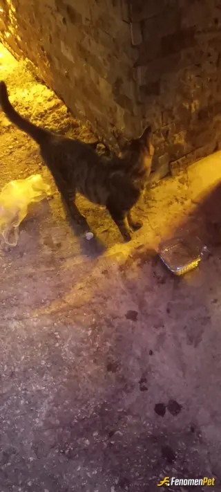onurcan6565 sokak hayvanını beslerken çektiği fotoğraf