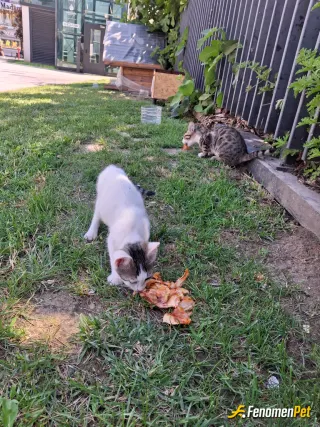 Sokak hayvanı besleme: Sokaklar onların dilsiz varlıklar
#Fenomen #pet