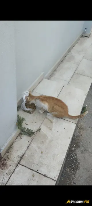 Sokak hayvanı besleme: Her gün bitane değil bir sürü sokak hayvanına hem su hem mama veriyorum zaten bu tür şeyleri görmek sitenizde 