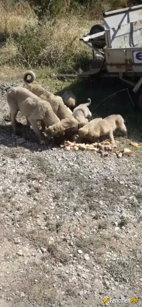 Sokak hayvanı besleme: Elimden geldigi kadar