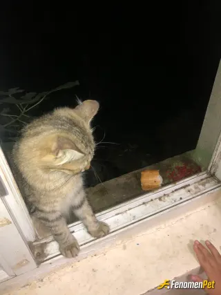 Sokak hayvanı besleme: Camin arkasi otluk gecilmez bi alan bu kedi 2 seneden beri bizim cama surtunerek mama ister  bzde kiyamayiz ne