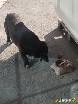 Sokak hayvanı besleme: Sss
