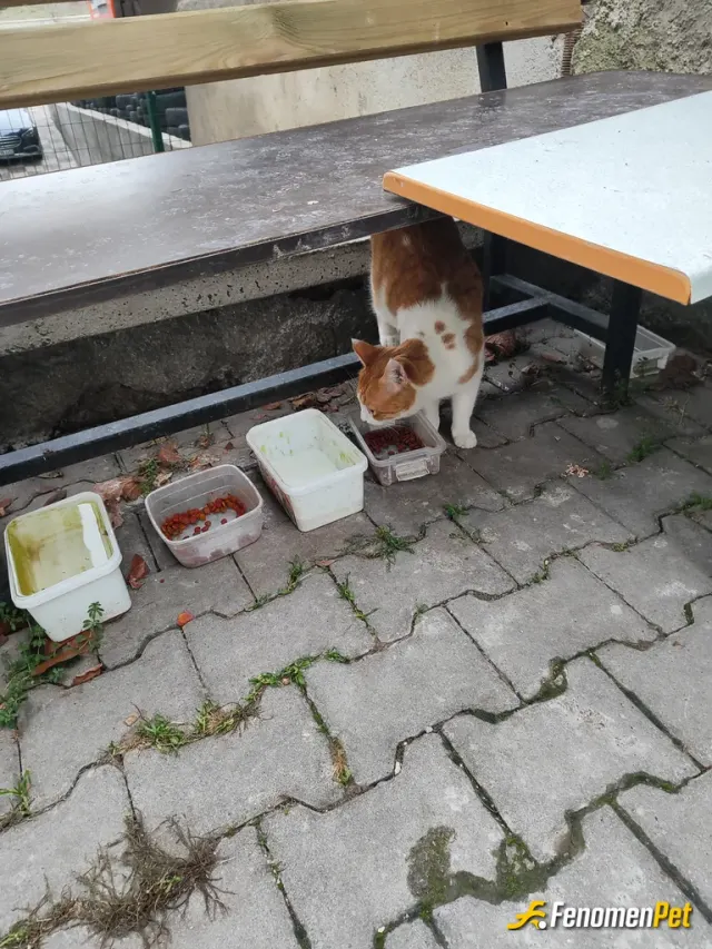 Sokak hayvanı besleme: #Fenomenpet - pati dostlarımıza sahip çıkalım