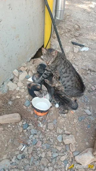 Sokak hayvanı besleme: İnşaatta anne ve 8 yavruya bakıyorum can dostlarımız