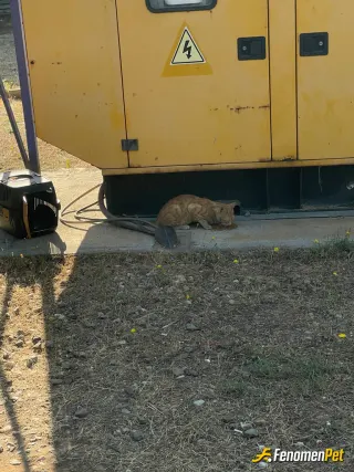 Sokak hayvanı besleme: Canlarım  geldiler:)