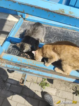 Sokak hayvanı besleme: biz makarna yiyoz bunlar et kedi olmak istiyorum bazen canlarım benim :)