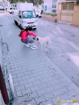 Sokak hayvanı besleme: Geceleri mama dağıtıyorum
