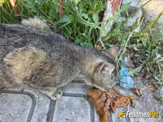 Sokak hayvanı besleme: #Fenomenpet küçük misafirimiz