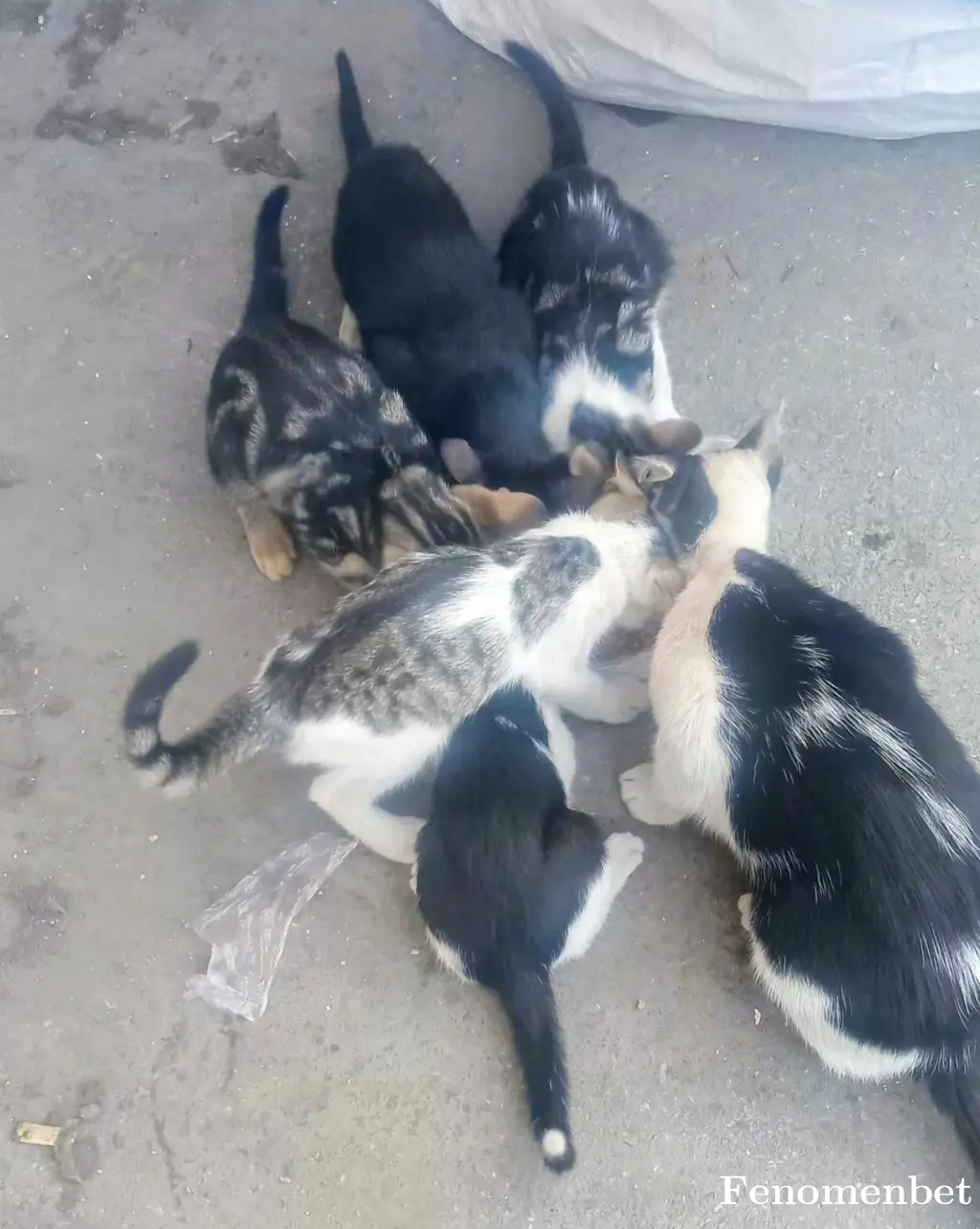 Maho67  tarafından paylaşılan fotoğraf