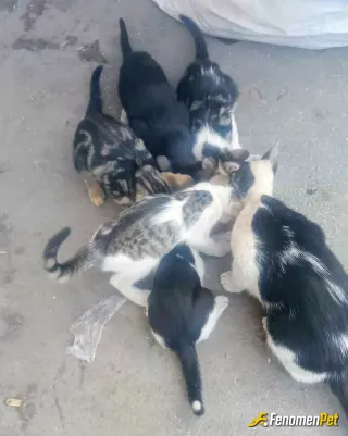 Sokak hayvanı besleme: Mama verdim