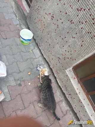 Sokak hayvanı besleme: Herzaman yemek ve su bırakalım