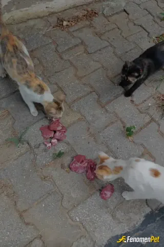 Sokak hayvanı besleme: Mahallemizdeki canları besliyoruz