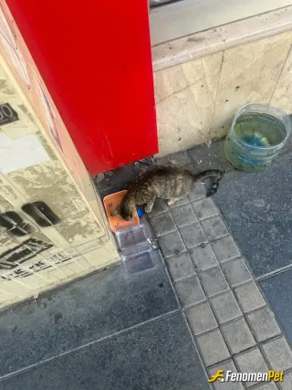 Sokak hayvanı besleme: Susadını fark ettım ve suyu koydum sonra mama