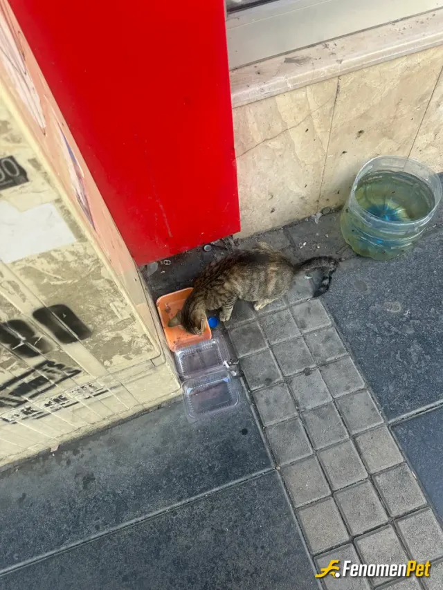Sokak hayvanı besleme: Susadını fark ettım ve suyu koydum sonra mama