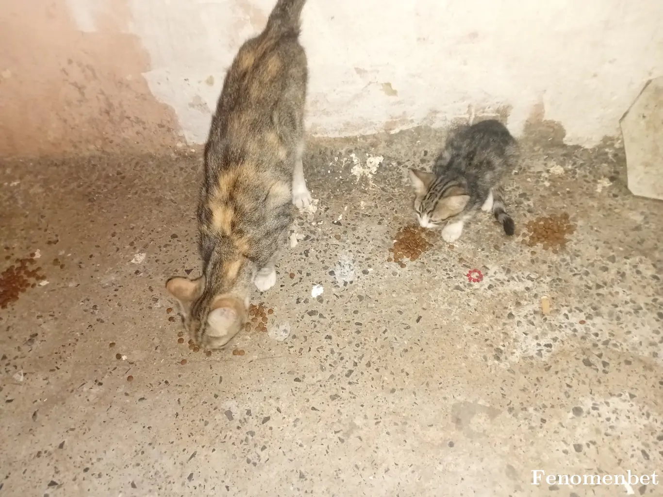 SARIFIRTINA tarafından paylaşılan fotoğraf