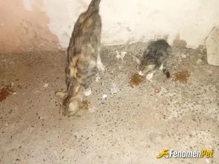 Sokak hayvanı besleme: Hergün sabah ve akşam yem ve su veriyorum kendime evimde 2 tane daha kedim var