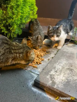 Sokak hayvanı besleme: 1 anne 3 yavru ❤️