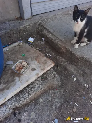 Sokak hayvanı besleme: Karabaş.