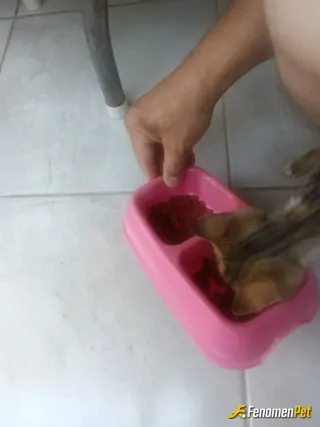 Sokak hayvanı besleme: Minik kedim
