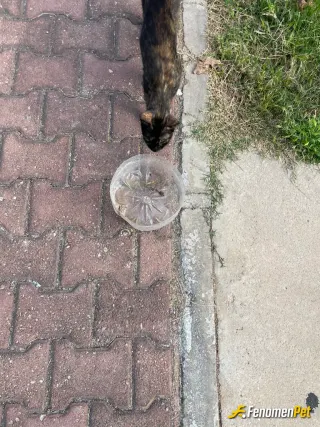Sokak hayvanı besleme: Sı gibi ömrü olsun