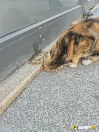Sokak hayvanı besleme: kedi besledik
