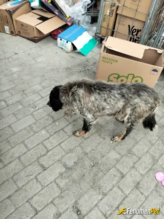 Sokak hayvanı besleme: Kagithane Istanbul sokak kopegi