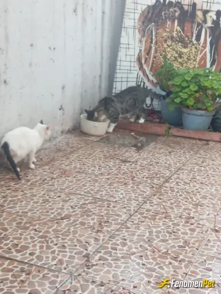 Sokak hayvanı besleme: Ponçik. Evin bahcesinde