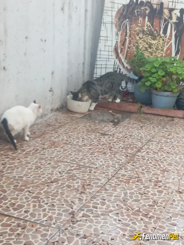 Sokak hayvanı besleme: Ponçik. Evin bahcesinde