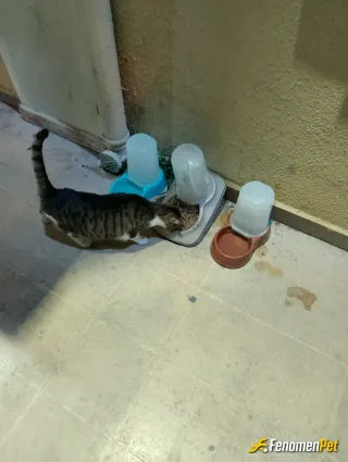 Sokak hayvanı besleme: Mama ve kaplarını alarak yardımcı olmaya çalışıyoruz canlara