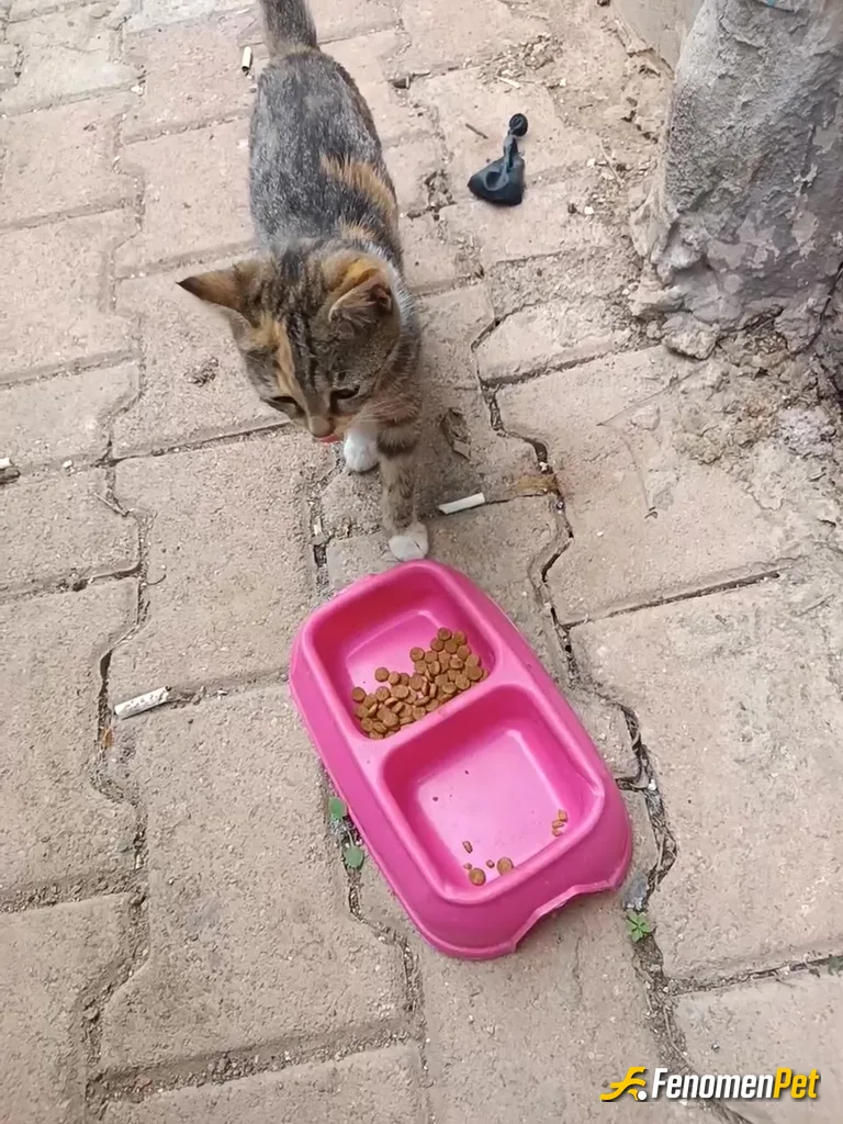 Sokak hayvanı besleme: Site kedilerimiz