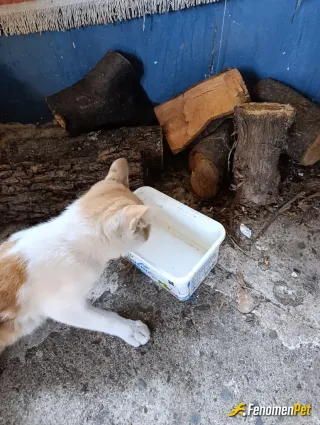 Sokak hayvanı besleme: Suyunuzu da içtik.